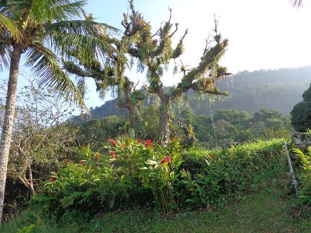 Minha velha jaqueira.jpg